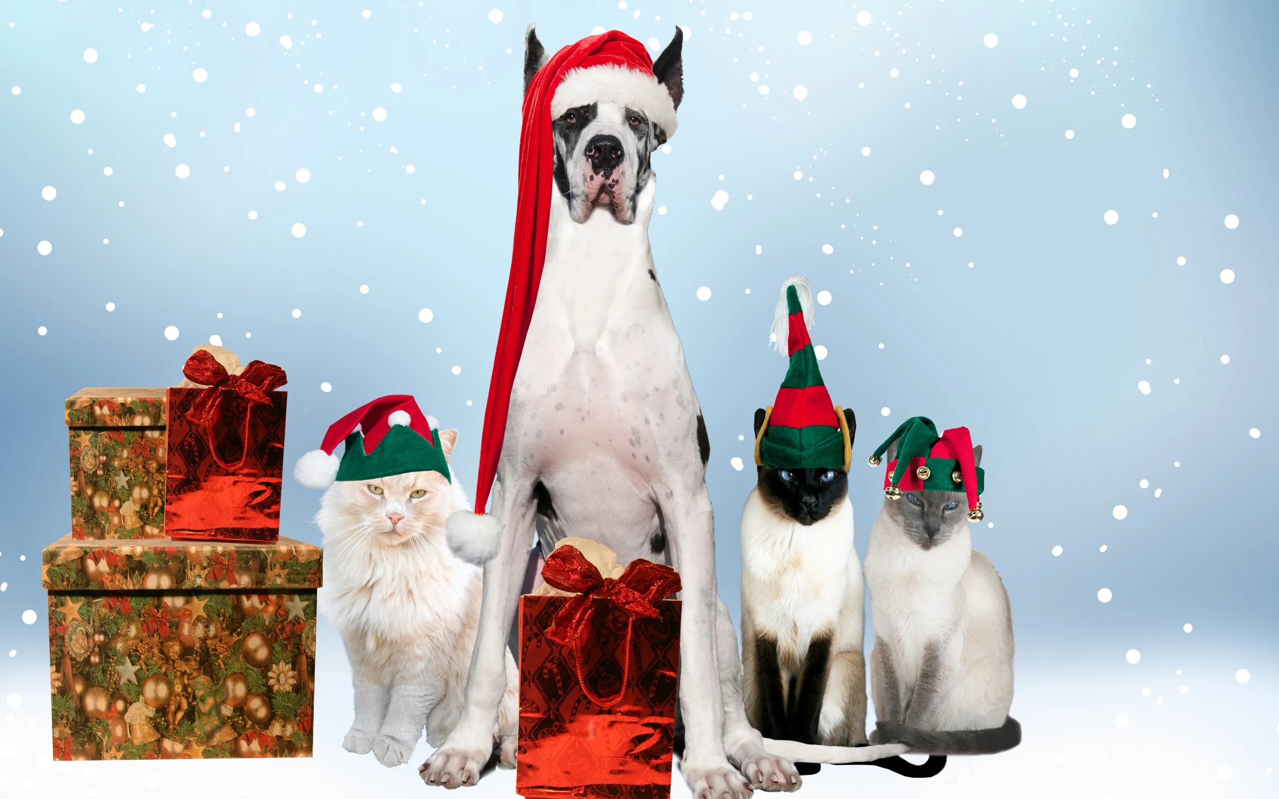 Cat years dog years. Animal shelter. Новогодний баннер с животными. Собака под елкой. Новогодние кошечки и собачки.