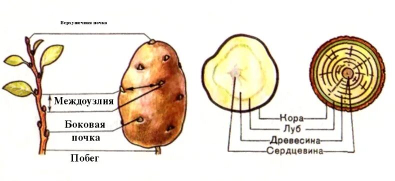 Поперечный срез картофеля клубни картофеля строение. Поперечный срез клубня картофеля рисунок. Видоизменённые побеги клубень картофеля строение. Строение среза клубня картофеля. Клубень картофеля на раннем этапе своего развития