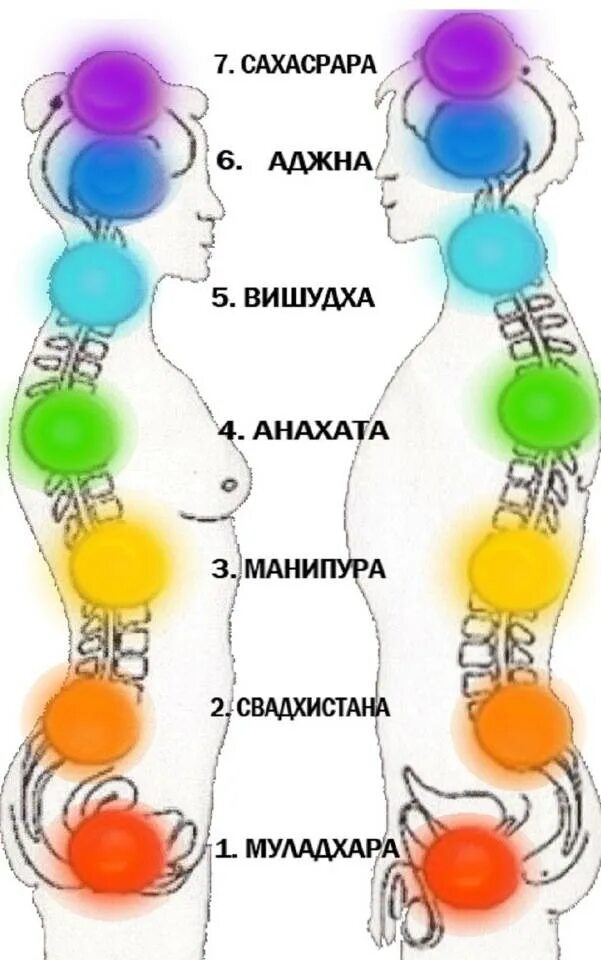 Муладхара чакра расположение. Расположение чакр на теле человека. Энергетические центры человека чакры. Чакры 1 2 3. Чакры названия и расположение