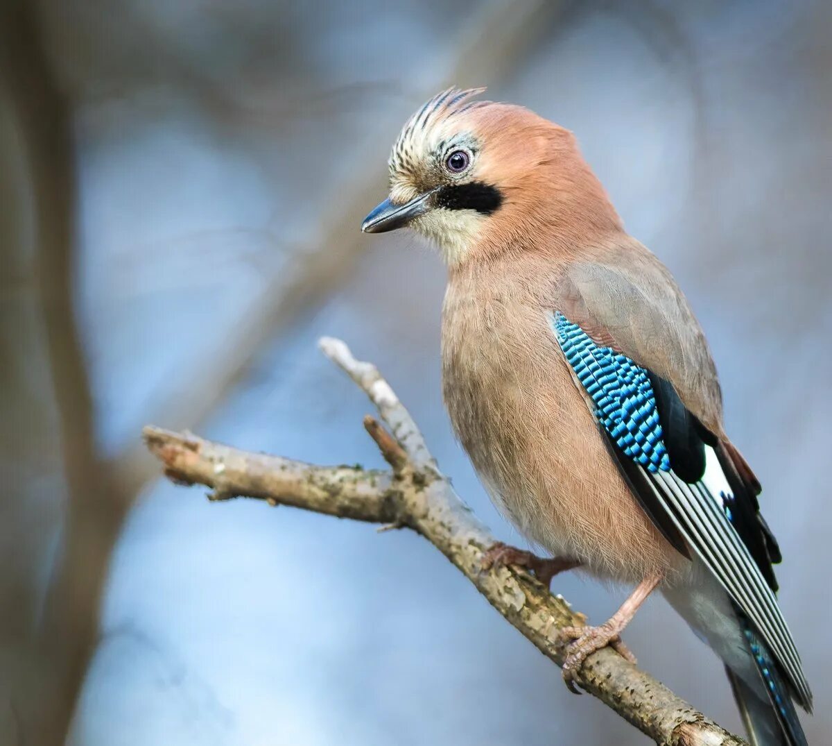 Сойка пересмешница птица. Со́йка garrulus glandarius. Сойка garrulus glandarius. Юкатанская Сойка.