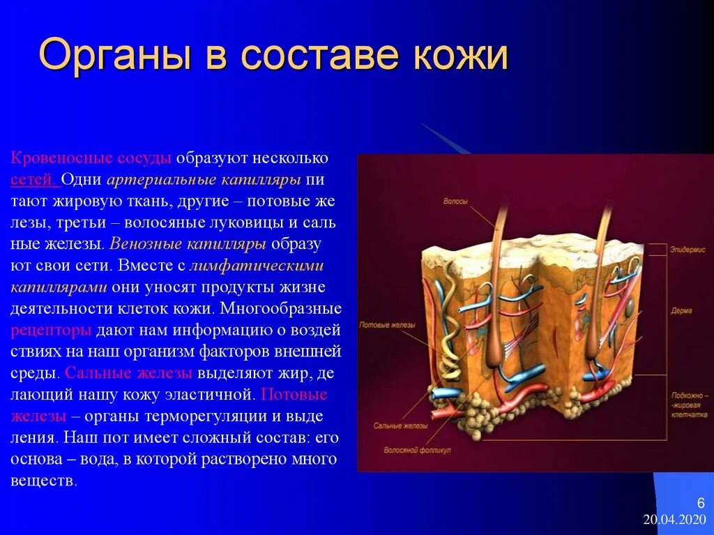 Урок кожа 8 класс биология. Проект на тему кожа человека. Доклад на тему кожа. Доклад о коже человека. Кожа человека презентация.