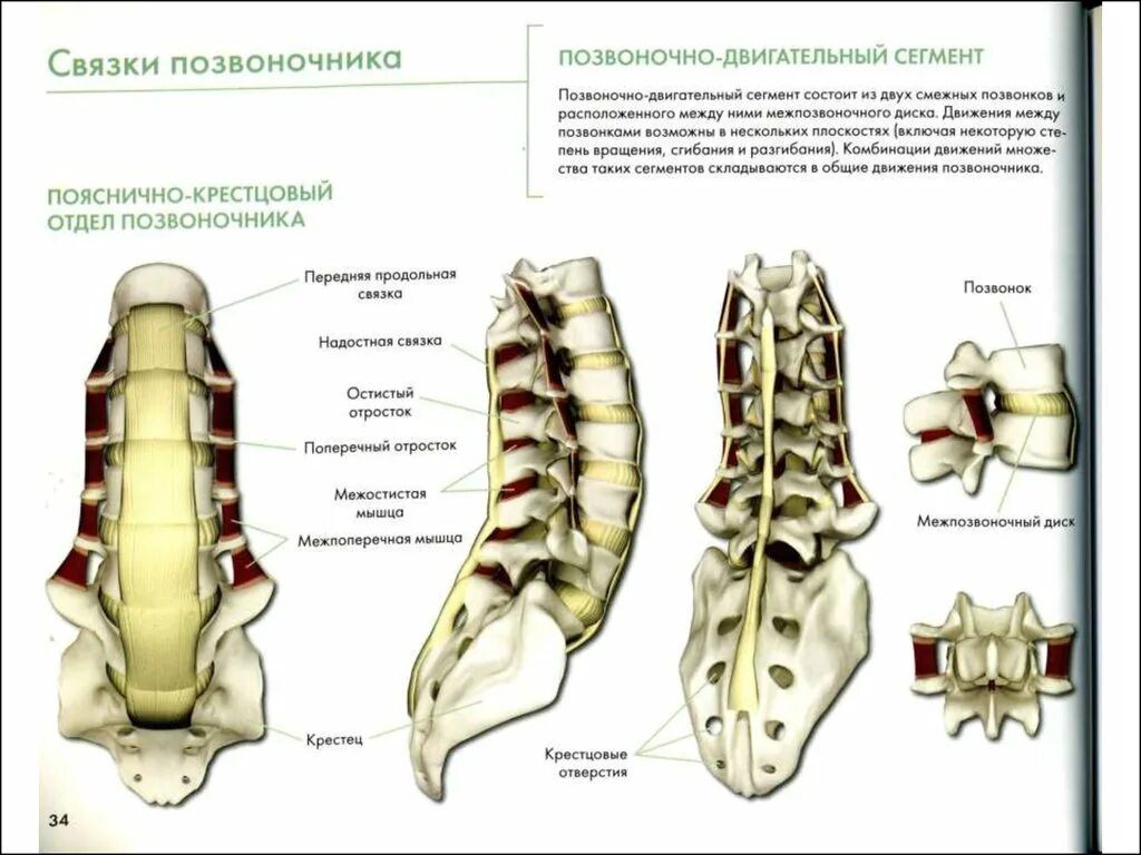 Связки позвоночника. Передняя продольная связка позвоночника анатомия. Строение позвоночника связки. Связочный аппарат позвоночника анатомия.