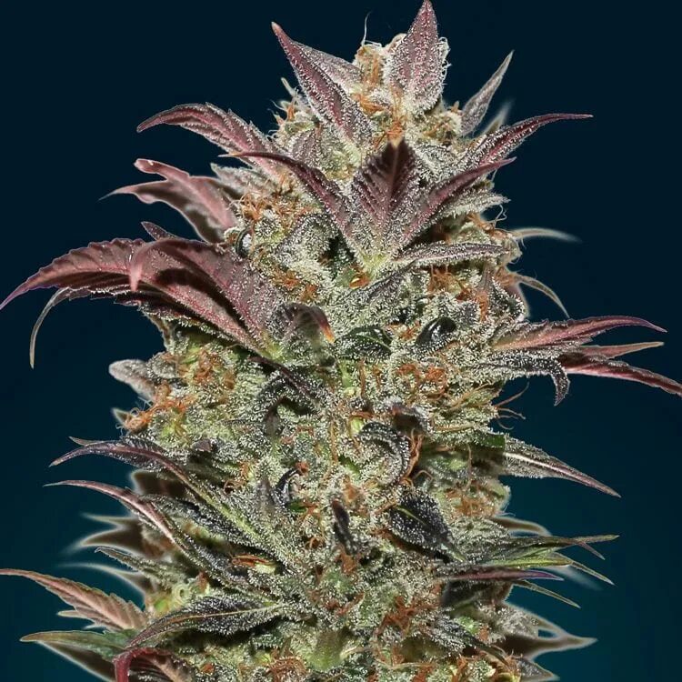 Seed 0. Fatsboots seeds. rabank seeds\. victory seeds auto heaven.