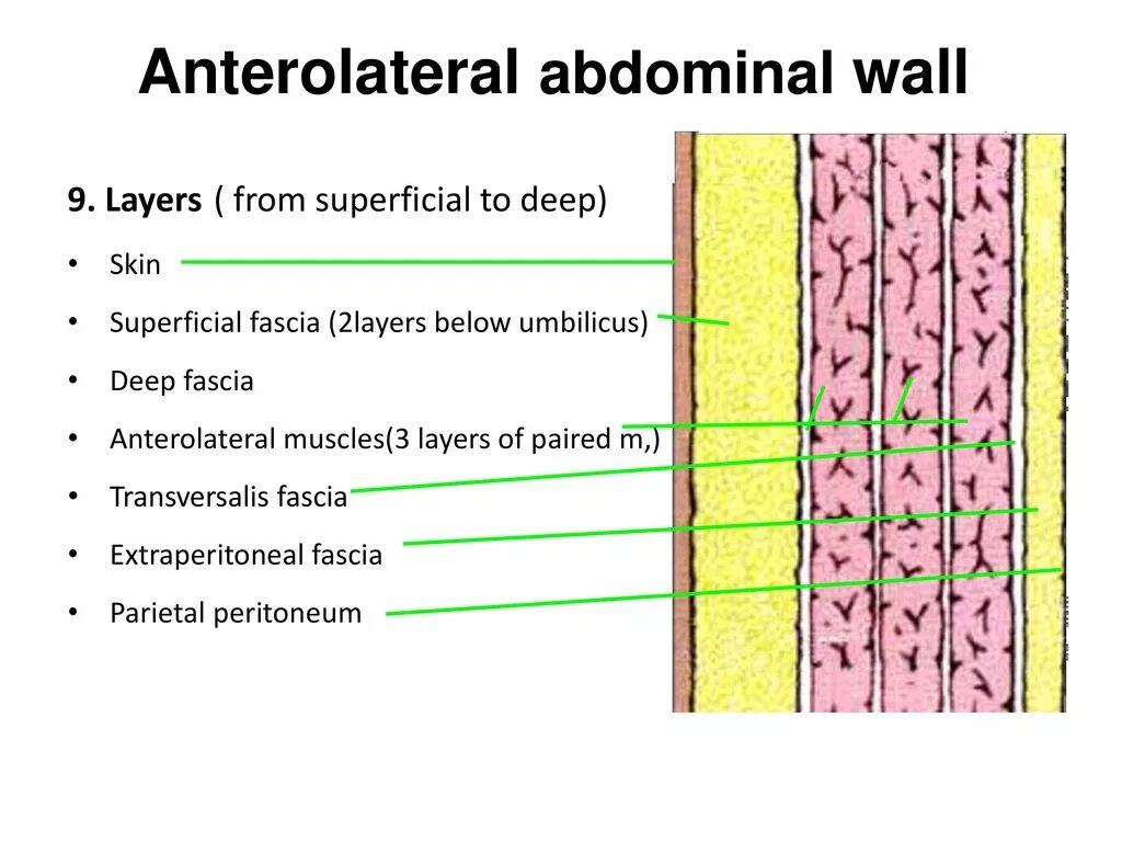 Abdominal Wall layers. Anatomy of anterolateral abdominal Wall. Pecto-intercostal Fascial Block зона аналгезии. Цифры layers of the. Two layer