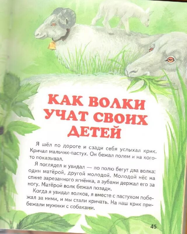 Рассказ как волки учат детей. Волк учит детей. Как волки учат своих детей толстой. Л Н толстой как волки учат своих детей.