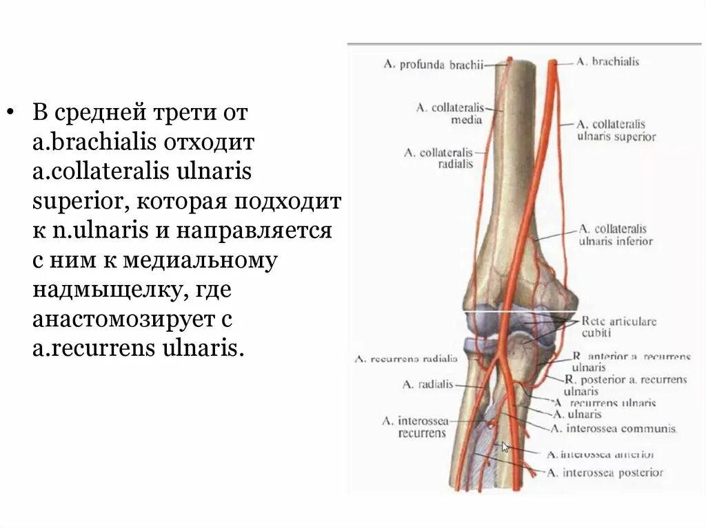 Область локтевого сустава топографическая анатомия. Артериальная сеть локтевого сустава образована артериями. Артерии локтевого сустава анатомия. Локтевой сустав строение анатомия сосудов. Сосуды коленного сустава