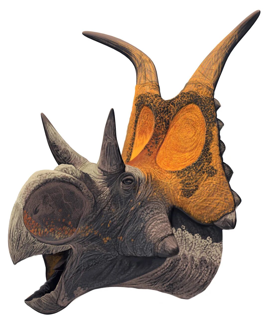 Цератопсы. Kosmoceratops richardsoni. Диаблоцератопс цератопсиды. Дьяблоцератопс динозавр. Дьябло Цератопс.