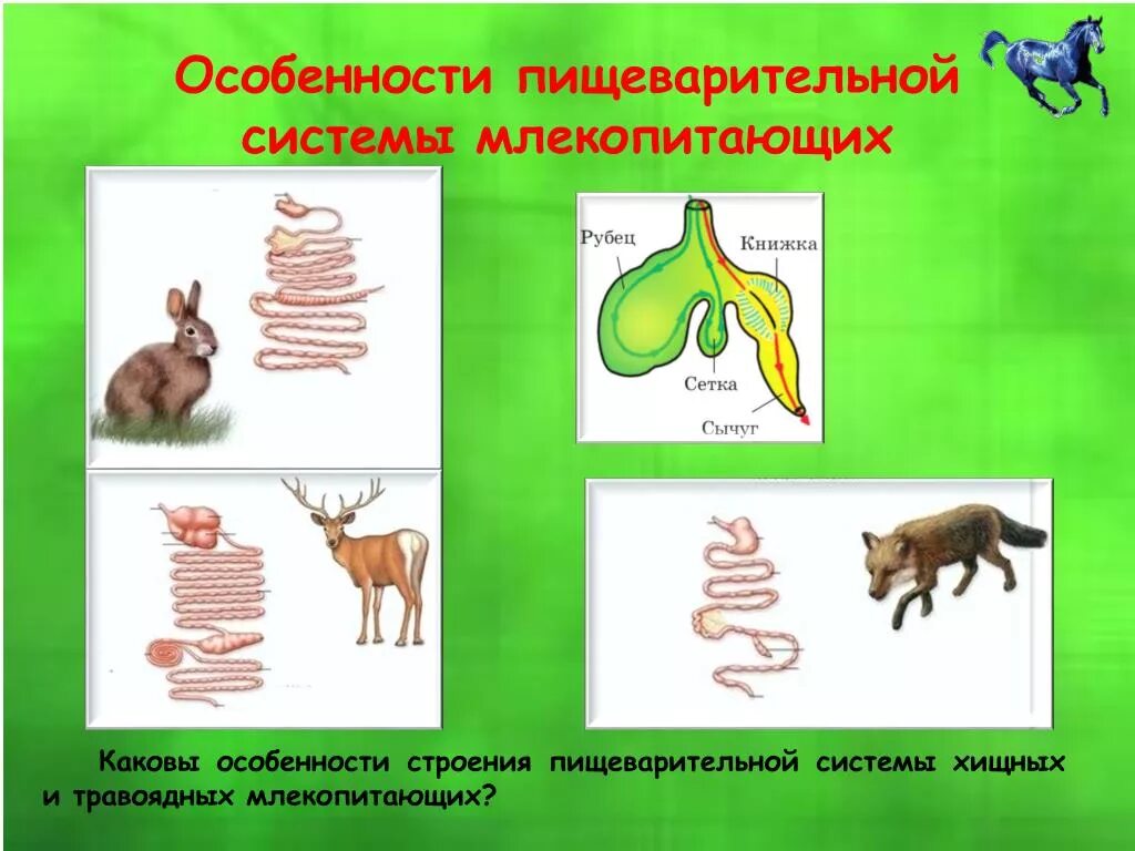 Пищеварительная система человека и животных. Пищеварение травоядных. строение пищеварительной системы хищных и травоядных. пищеварение плотоядных и травоядных. пищеварительная система растительноядных млекопитающих.