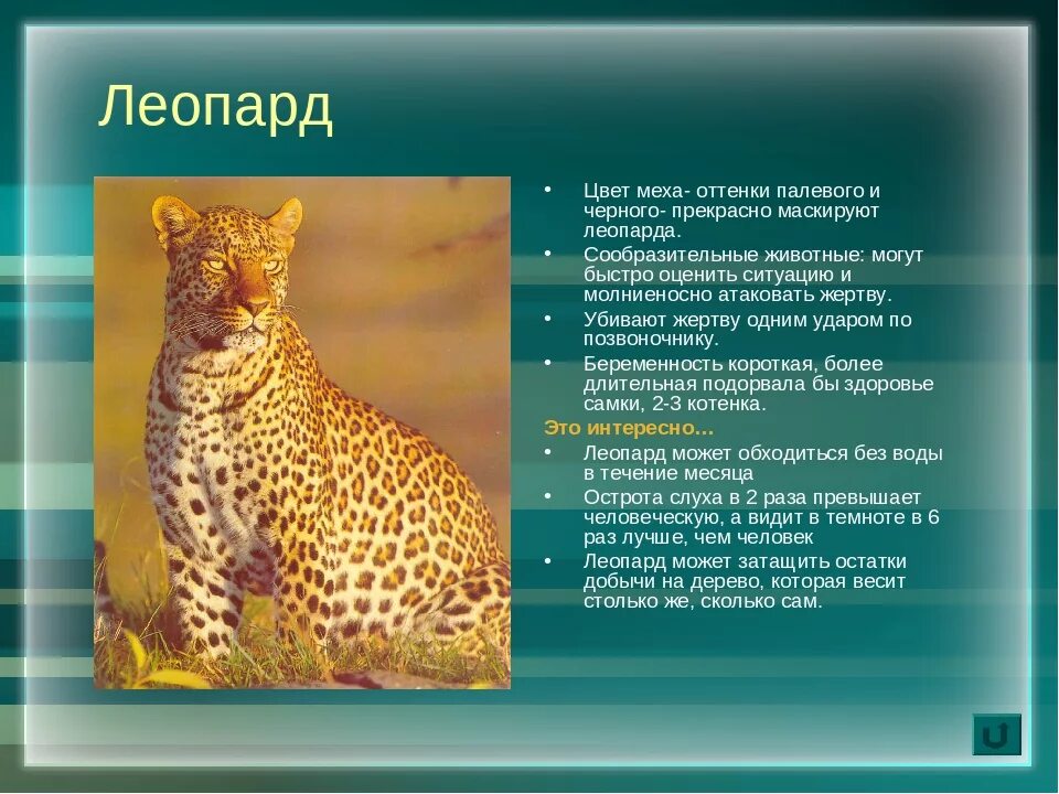 Проект о животных 5 класс. Информация о хищных животных. доклад о хищниках. хищные животные описание. доклад о хищном животном.