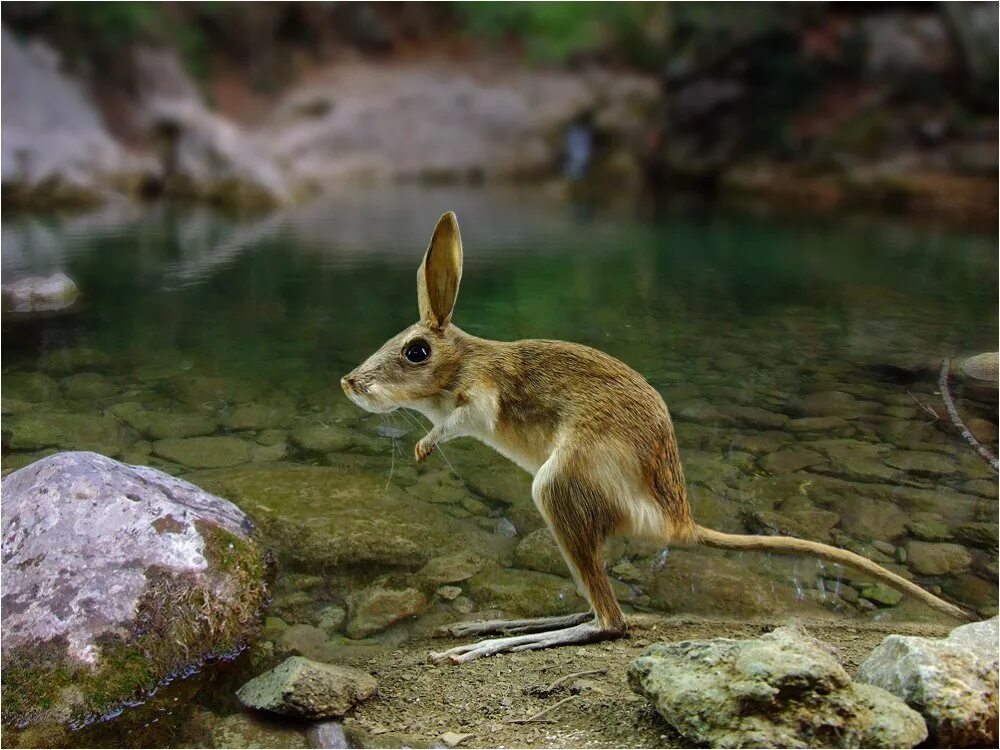 животные ялтинского горно лесного заповедника. ялтинский горно-лесной природный заповедник животные. животные обитающие в крыму. заяц русак с зайчатами. горные козлы в крыму.
