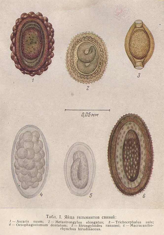 Яйца гельминтов микроскопия атлас. Яйца гельминтов, паразиты. Яйца гельминтов свиней под микроскопом. Купить яйца глист