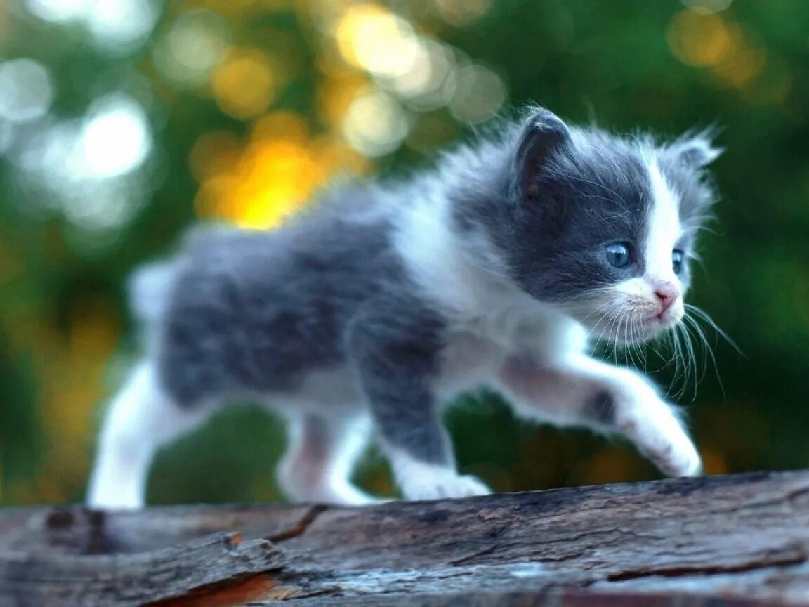 Маленьких котят побыстрее. Маленькие котики. Маленький котенок. Котята милашки. Маленькие котята пушистые.