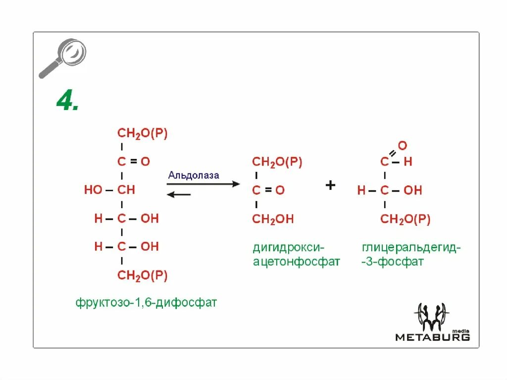 Фруктозо-6-фосфоальдолаза. Расщепление фруктозо 1 фосфата. Фруктозо 1 6 дифосфат альдолаза. Альдолаза биохимия.