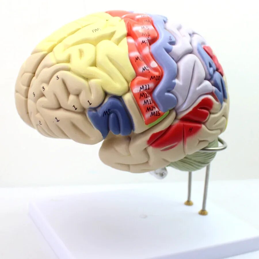 Brain model. Анатомическая модель " модель малого уха". Муляж мозга. Анатомическая модель мозга. Муляж головного мозга человека.