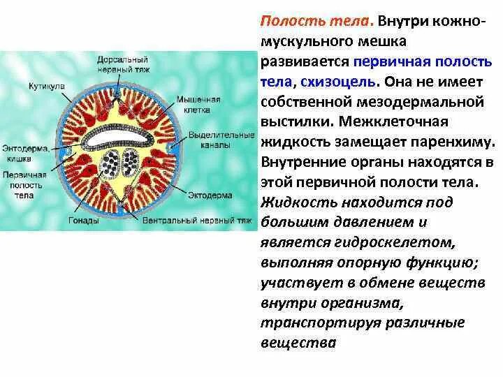 Полость тела не разделена перегородками. Первичная и вторичная полость тела. Первичная полость схизоцель. Первичная полость тела у червей. Полости тела схизоцель.