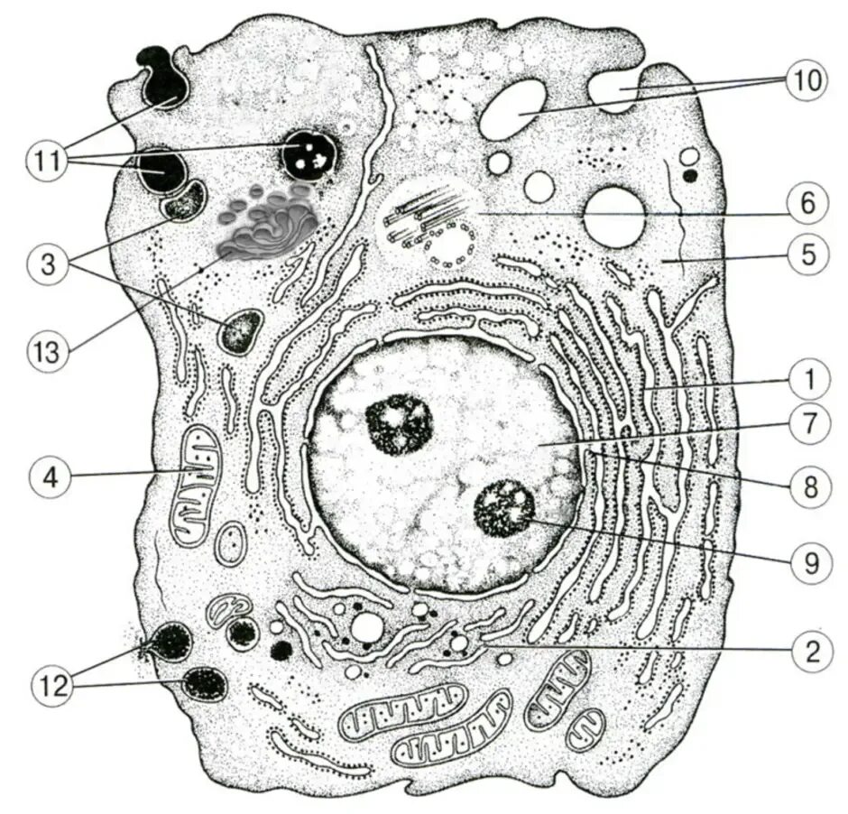 Строение клетки впр 6 класс. Строение строение животной клетки. Схема животной клетки с обозначениями органоидов клетки. Схематическое изображение строения животной клетки. Органоиды животной клетки без подписей.