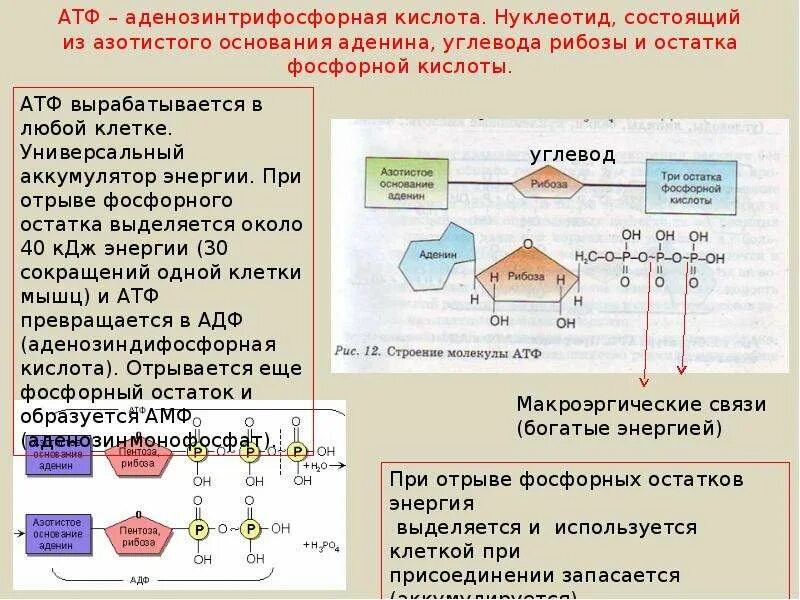 Атф это. Строение молекулы АТФ аденин. Строение АТФ типы химических связей. Состав молекулы АТФ. Остаток фосфорной кислоты АТФ.