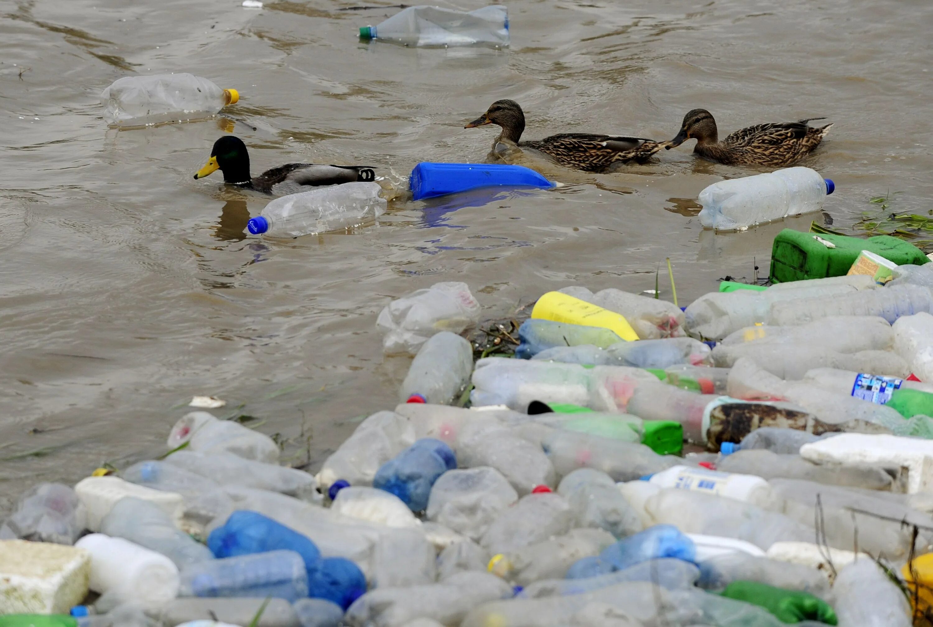 Загрязнение природы пластиком. Загрязнение природы и животных. Пластик экология. Человек загрязняет природу. Вредные птицы в природе