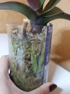 Как спасти корни орхидеи