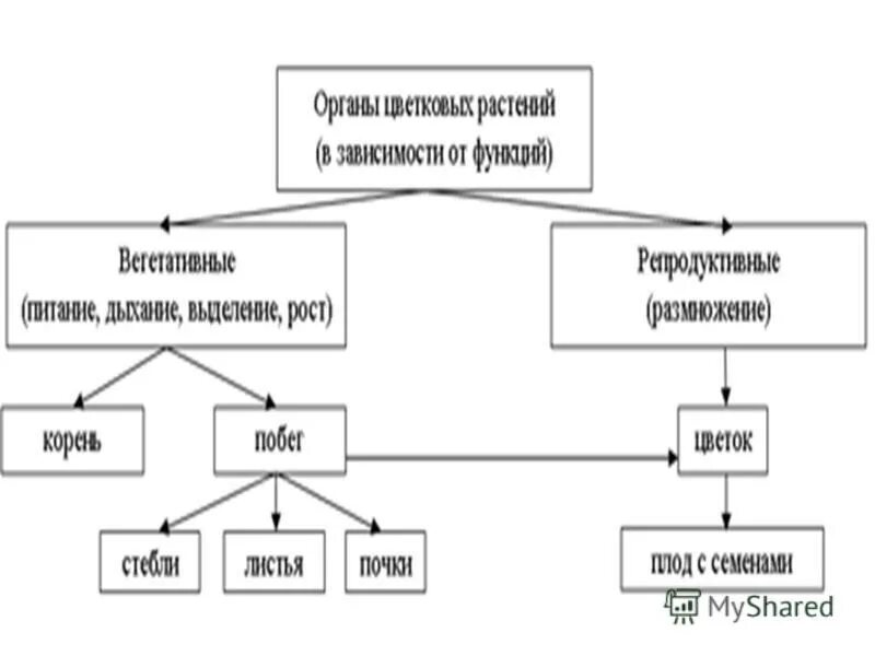 Функции органов цветкового