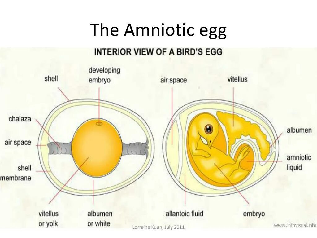 Яйцо 1 клетка. Строение яйца птицы с зародышем. Развитие зародыша птицы схема. Строение куриного яйца с зародышем. Схема развития зародыша в яйце.
