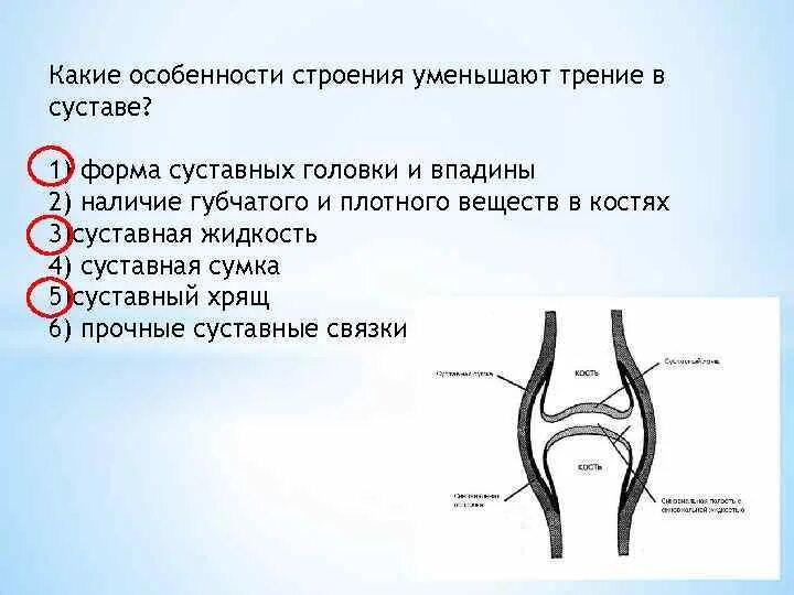 Какие структуры сустава обозначены цифрами. Строение сустава. Структуры уменьшают трение в суставе. Зарисовать строение сустава. Какие особенности строения уменьшают трение в суставе.