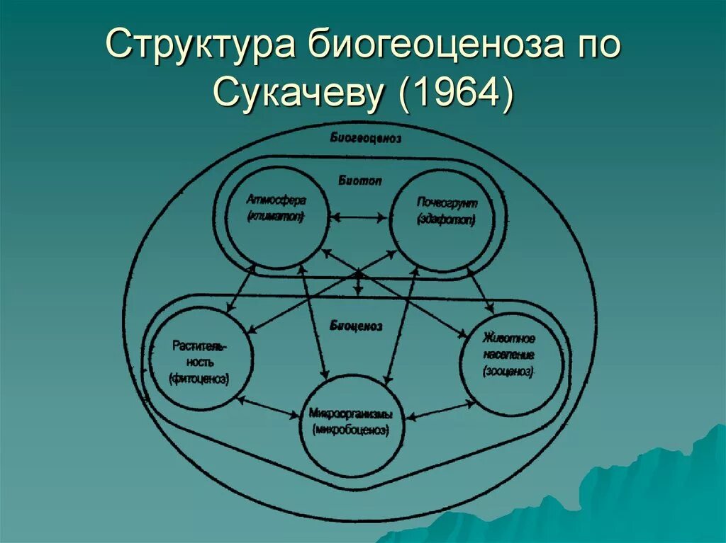 Состав биогеоценоза Сукачева. Структура биогеоценоза (по в н Сукачеву). Биоценоз биогеоценоз экосистема. Биогеоценоз схема Сукачев. Биогеоценоз основа