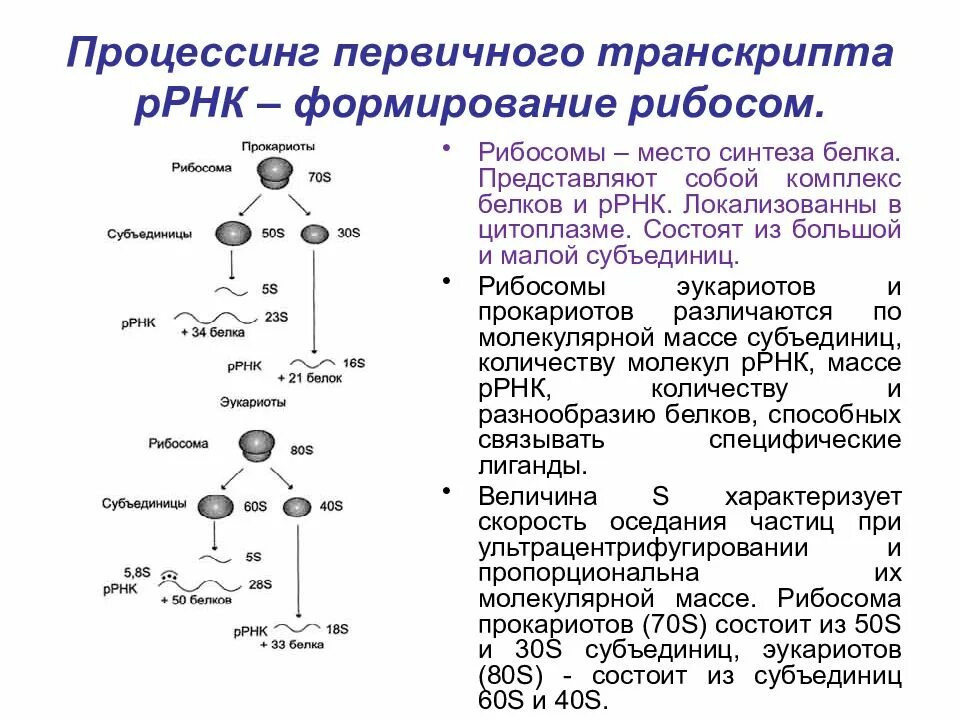 Какую функцию выполняют рибосомы рнк. Синтез нуклеиновых кислот в клетке. уровни структурной организации днк и рнк. место синтеза нуклеиновых кислот. про-ирнк это первичный транскрипт.