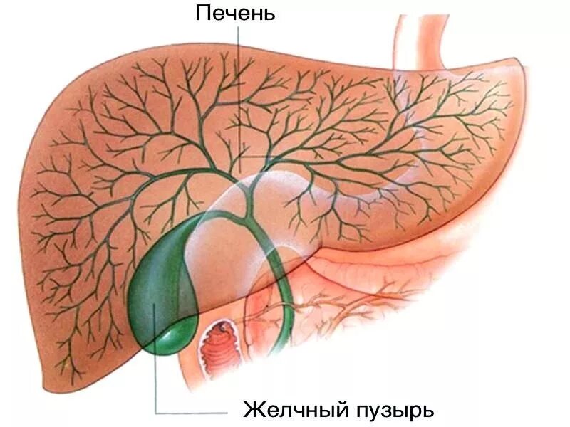 Непроходимость желчных путей