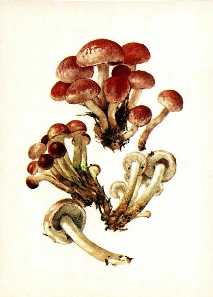 Poplar honey agaric (Agrocybe poplar, Foliot poplar): description and photo, cul