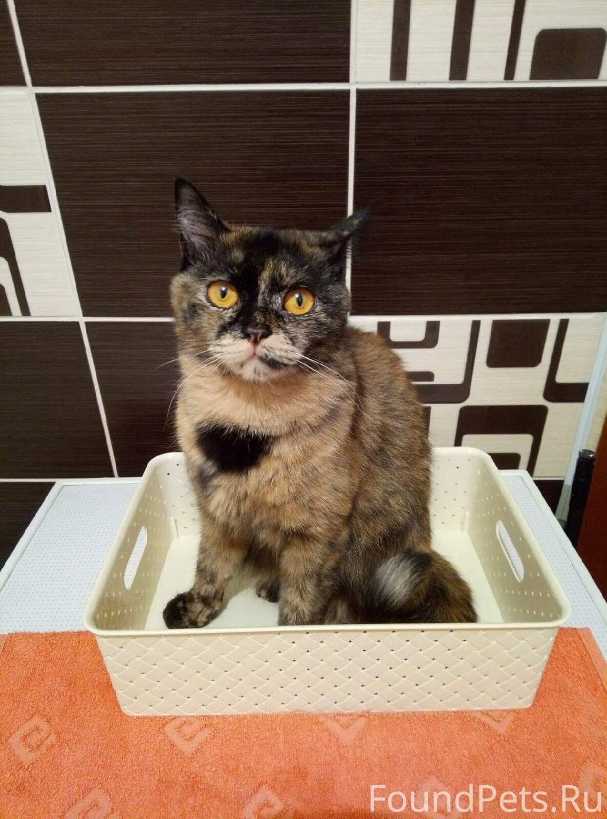 Жирный кот не может выпрыгнуть из ванны.