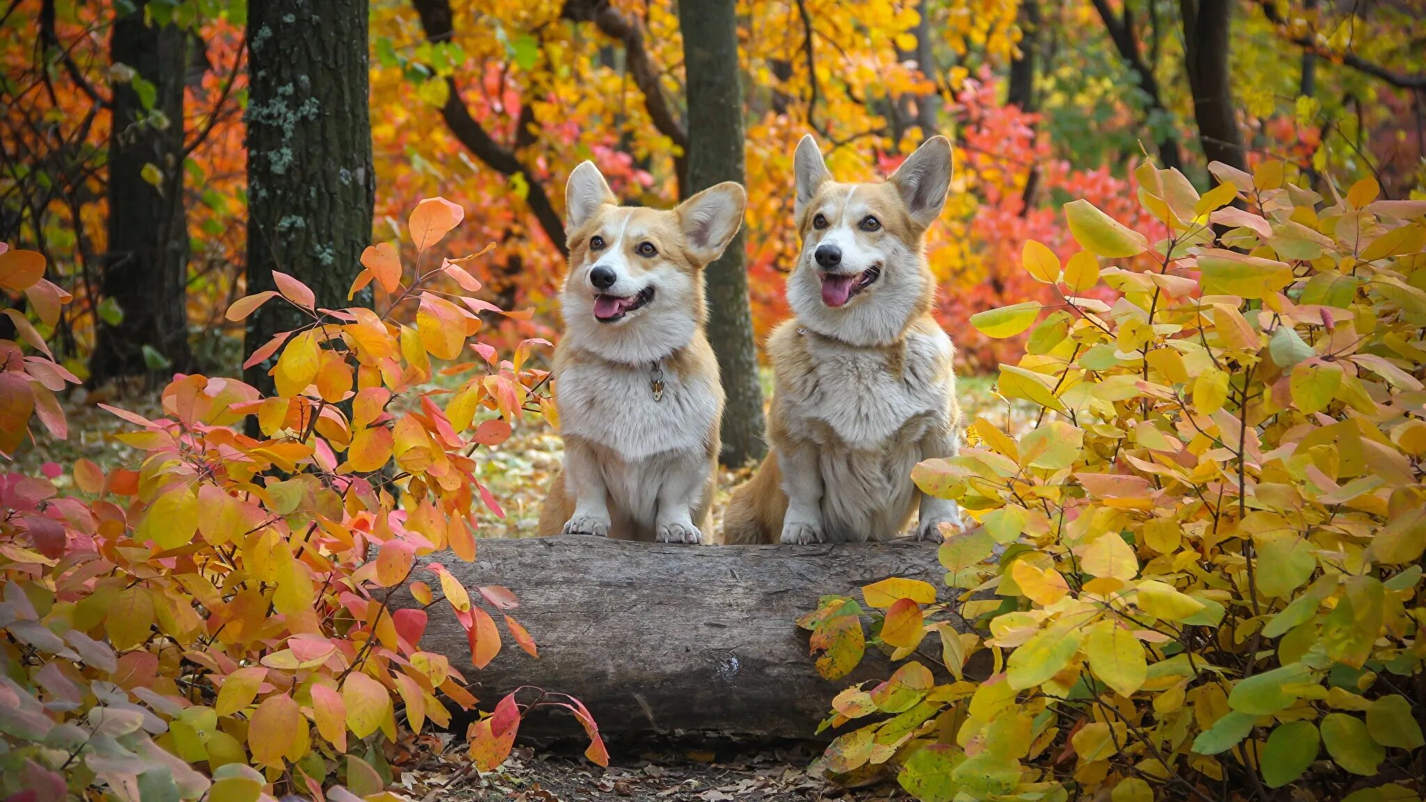 Осенний зверь