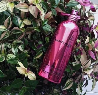 Rose elixir