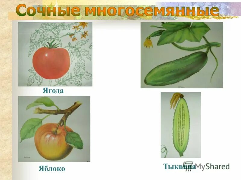 тыквина односемянный или