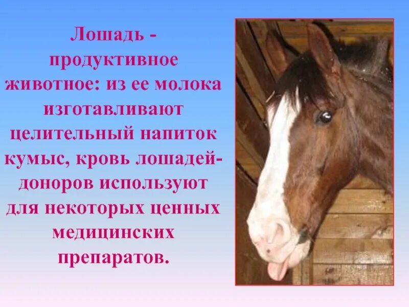 Для чего используют лошадей. Лошадь для презентации. продуктивные животные это. проект мир лошадей для 1 класс. кумыс лошади.
