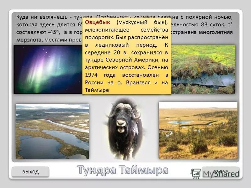Полуостров таймыр презентация. Камчатка климатические условия. Растенряи животные тундры. Неблагоприятные климатические явления полуострова таймыр. Горы бырранга средняя высота.