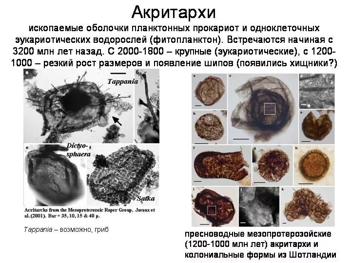 Появились первые эукариоты эра. Появились первые эукариоты эра. Первые эукариоты. Прокариоты архейской эры. Появление эукариотических клеток.