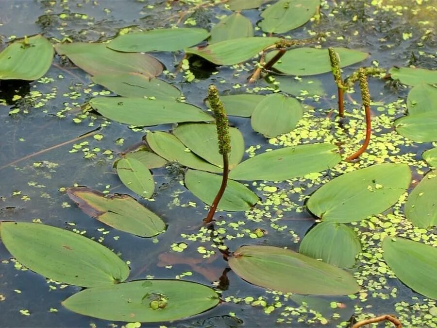 Водные растения у воды. Рдест водоросли. Рдест Гайя. Рдест Юзепчука. Рдест трава.