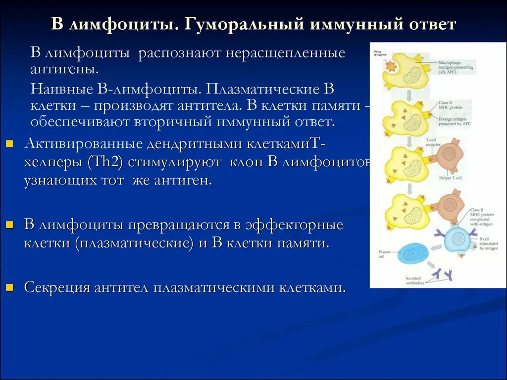 Роль в иммунных реакциях. Гуморальный иммунный ответ (th2).. Б лимфоциты гуморальный иммунитет. Иммунный ответ лимфоцитов. В лимфоциты распознают.