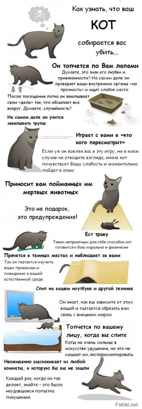 Как узнать что кошка