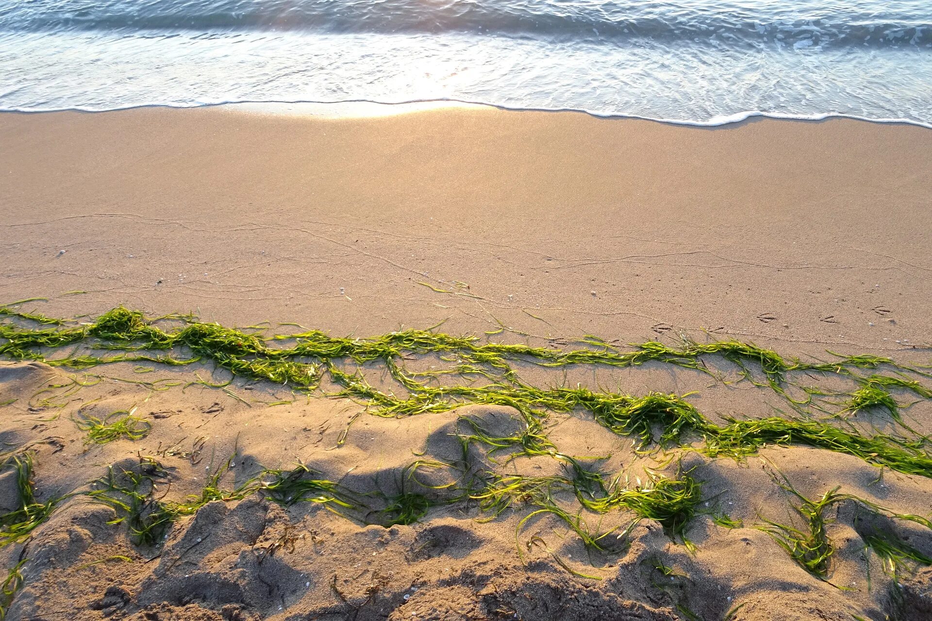 Водоросли на берегу