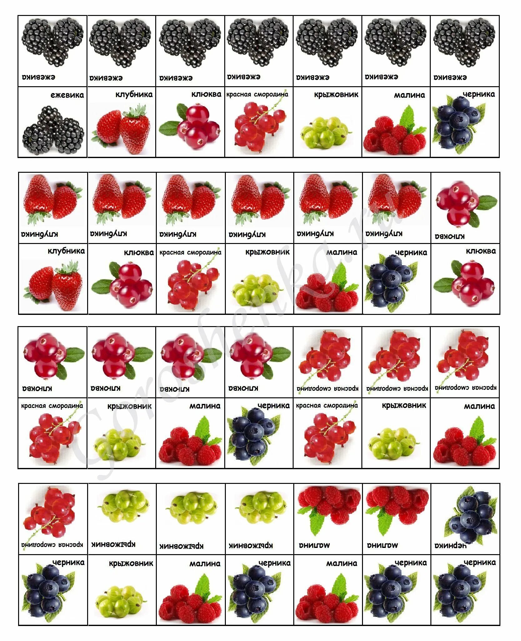 Как называется ягодка. Ягоды названия. Название всех ягод. Садовые ягоды. Ягоды картинки с названиями.