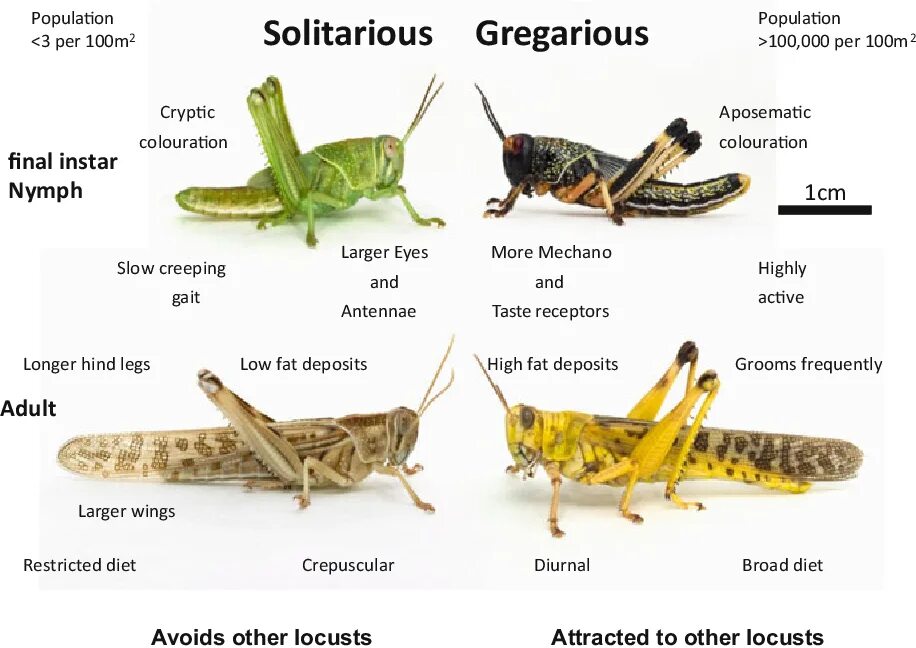 Solitary перевод. Locust перевод. Бренд Locust. Locust Интерфейс. Locust and Grasshopper difference.