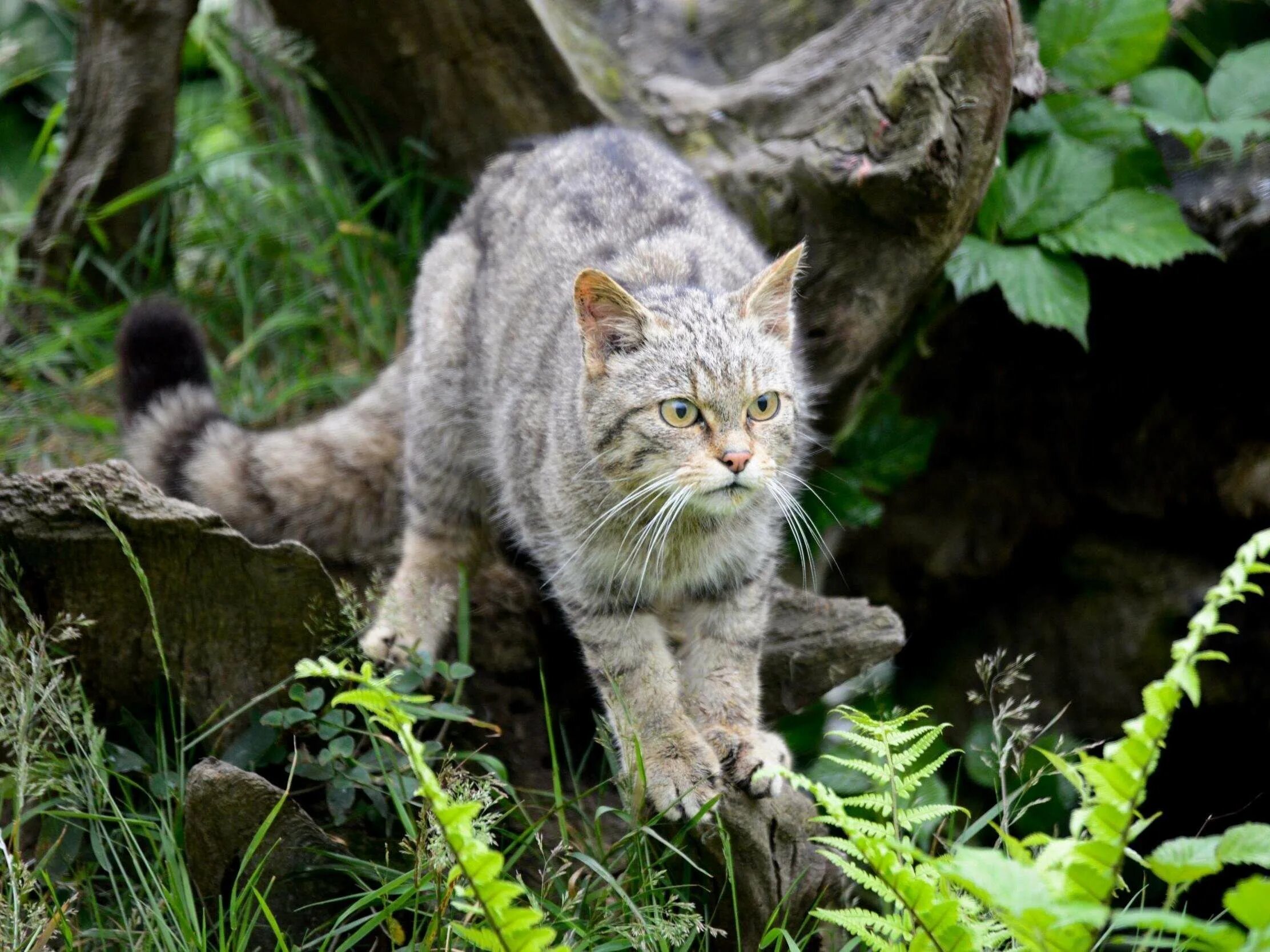 Кот живущий в горах