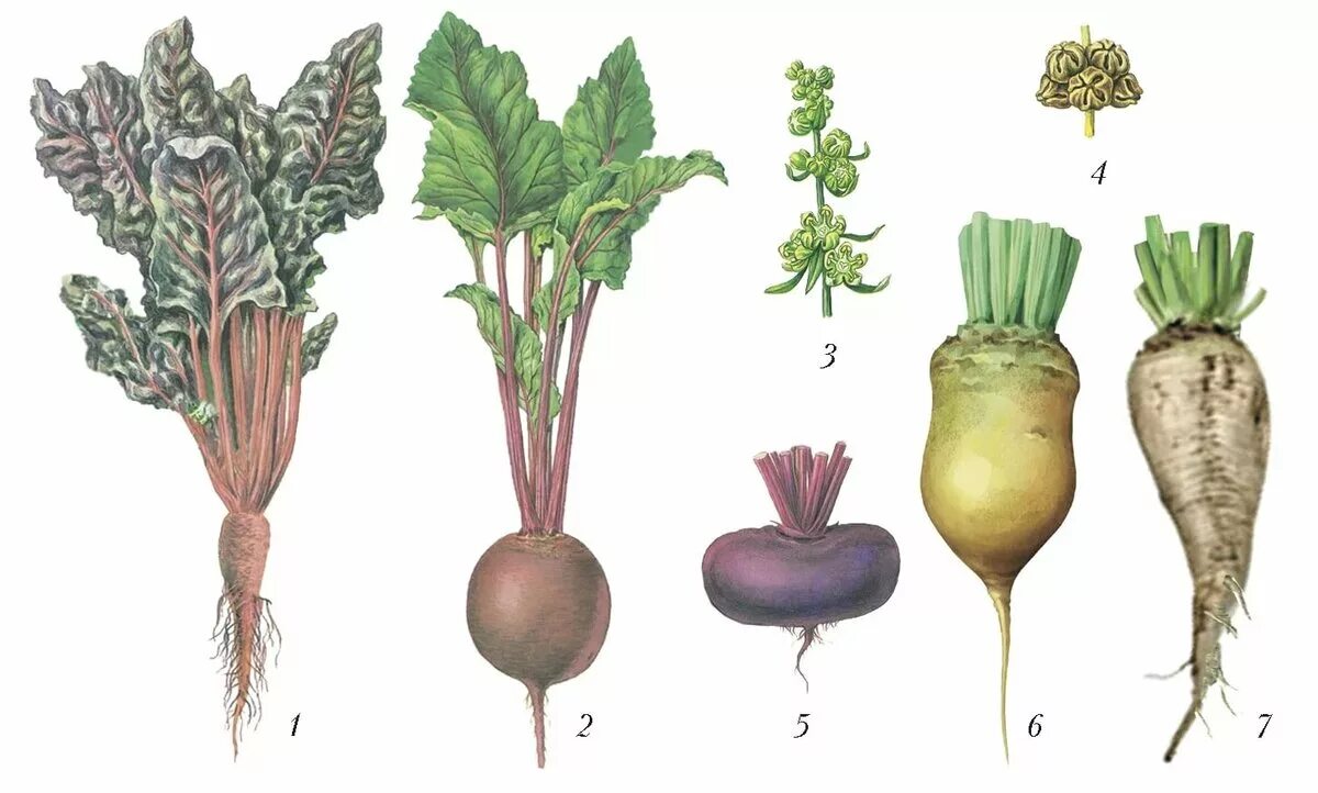 картофель, морковь, редис, репа, брюква, свекла. видоизменения корня корнеплод клубни. корнеплоды. корневые плоды. корнеплоды рисунок.