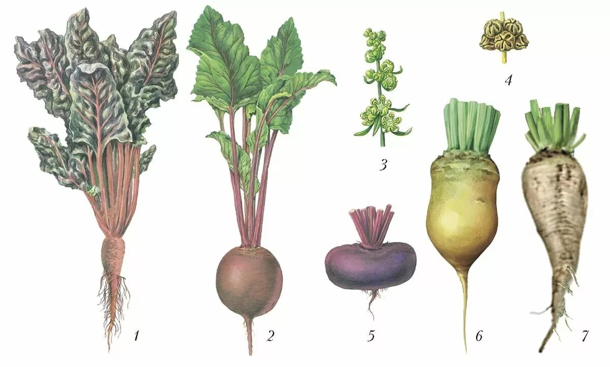 Капуста видоизмененный корень. Корнеплоды — петрушка, сельдерей, Пастернак, брюква;. Корнеплоды, свекла, морковь, брюква, турнепс, кормовая репа. Корнеплод сахарной свеклы. Редька Пастернак.