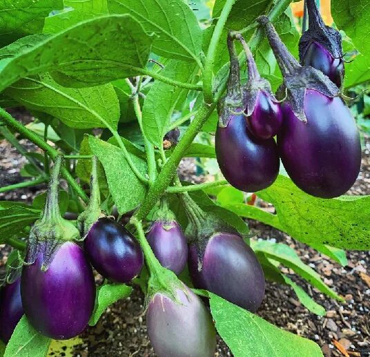 Long Purple Eggplant Seeds Solanum Melongena Aubergine Organic Vegetables 50Pcs 