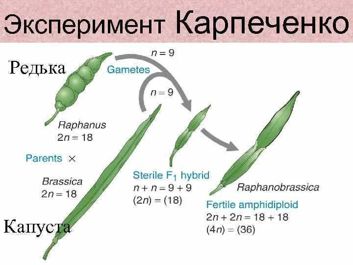 Карпеченко капустно редечный гибрид. Капустно-редечный гибрид Карпеченко. Карпеченко гибрид редьки и капусты. Опыт Карпеченко капустно редечный гибрид. Карпеченко рафанобрассика.