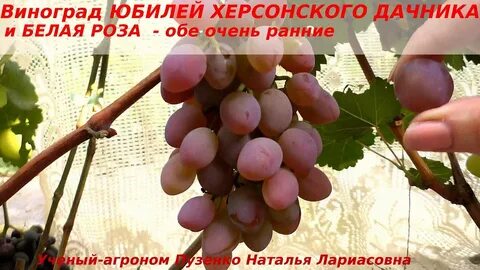 Виноград пузенко
