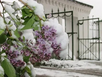 Лето в снегу 1